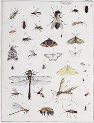 Olika insekter, plansch IV ur "Diarium Zoologicum", 1787